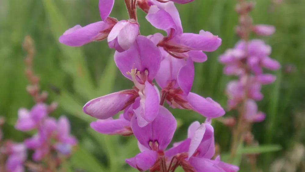 Showy Tick Trefoil Seeds - Pink Perennial Wildflower for Garden, Pollinator Attracting, Desmodium canadense, 100 Seeds