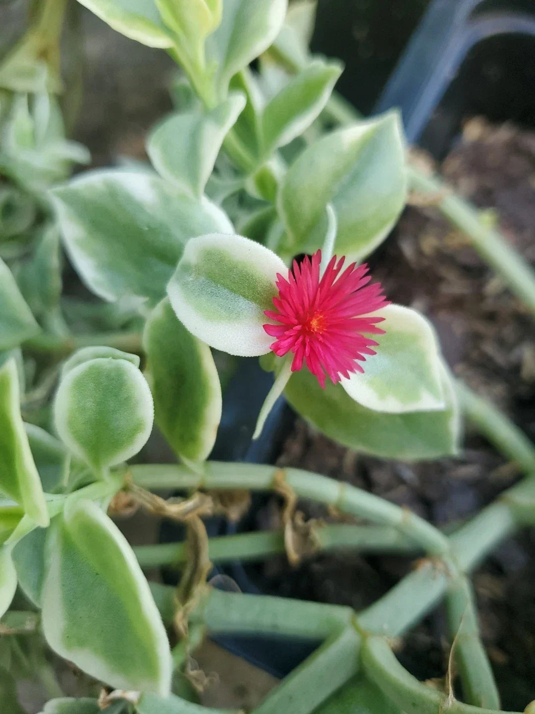Heartleaf Ice Plant Cuttings 18" Variegated Succulent Mesembryanthemum Cordifolium