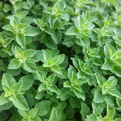 Greek Oregano Seeds 2,000 Heirloom Non-GMO Origanum vulgare ssp. hirtum Herb Seeds for Cooking & Gardening