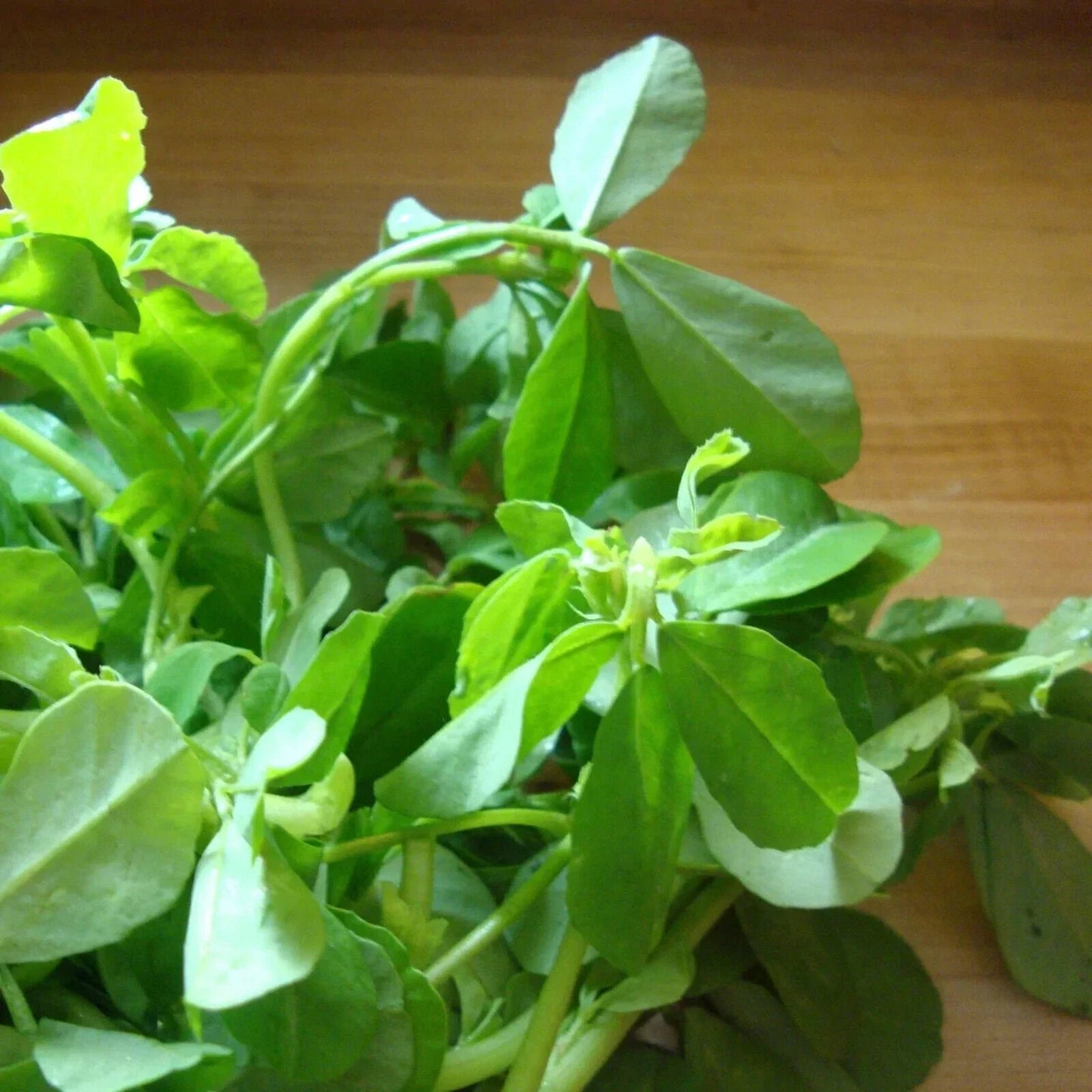 Non-GMO Fenugreek Seeds Organic Herb Seeds for Cooking & Health Trigonella Foenum-Graecum