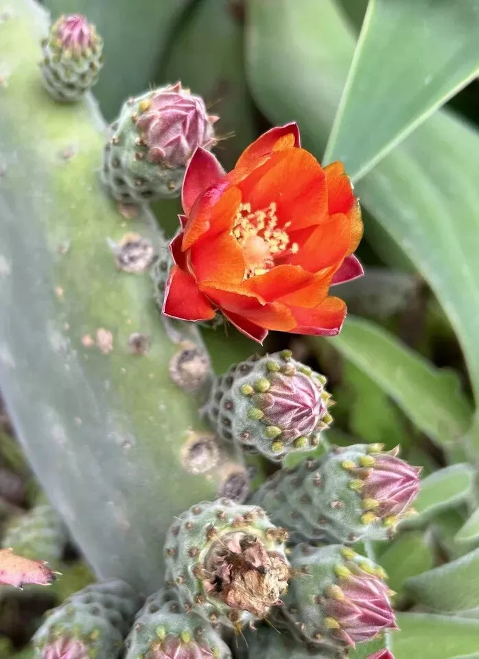 Woollyjoint Pricklypear Seeds - Opuntia tomentosa, Velvet Opuntia, Drought-Tolerant Cactus, 50 Seeds, USA Harvest