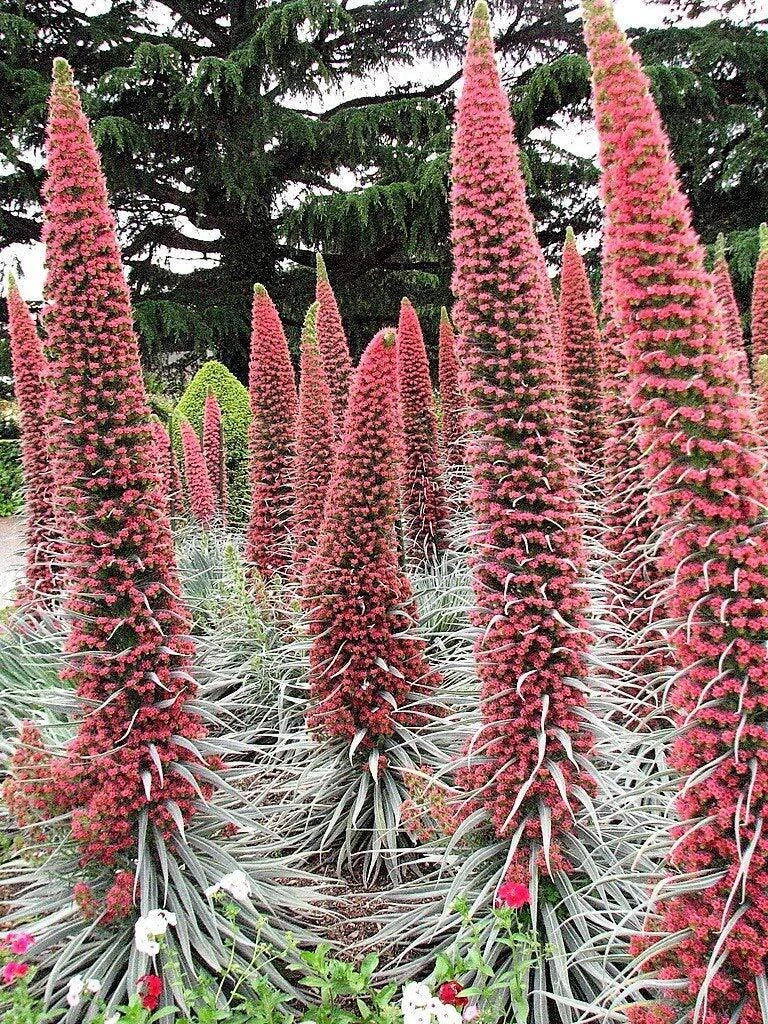 Tower of Jewels Red Bugloss Seeds 25 Count - Echium Wildpretii Ruby Hummingbird Flower