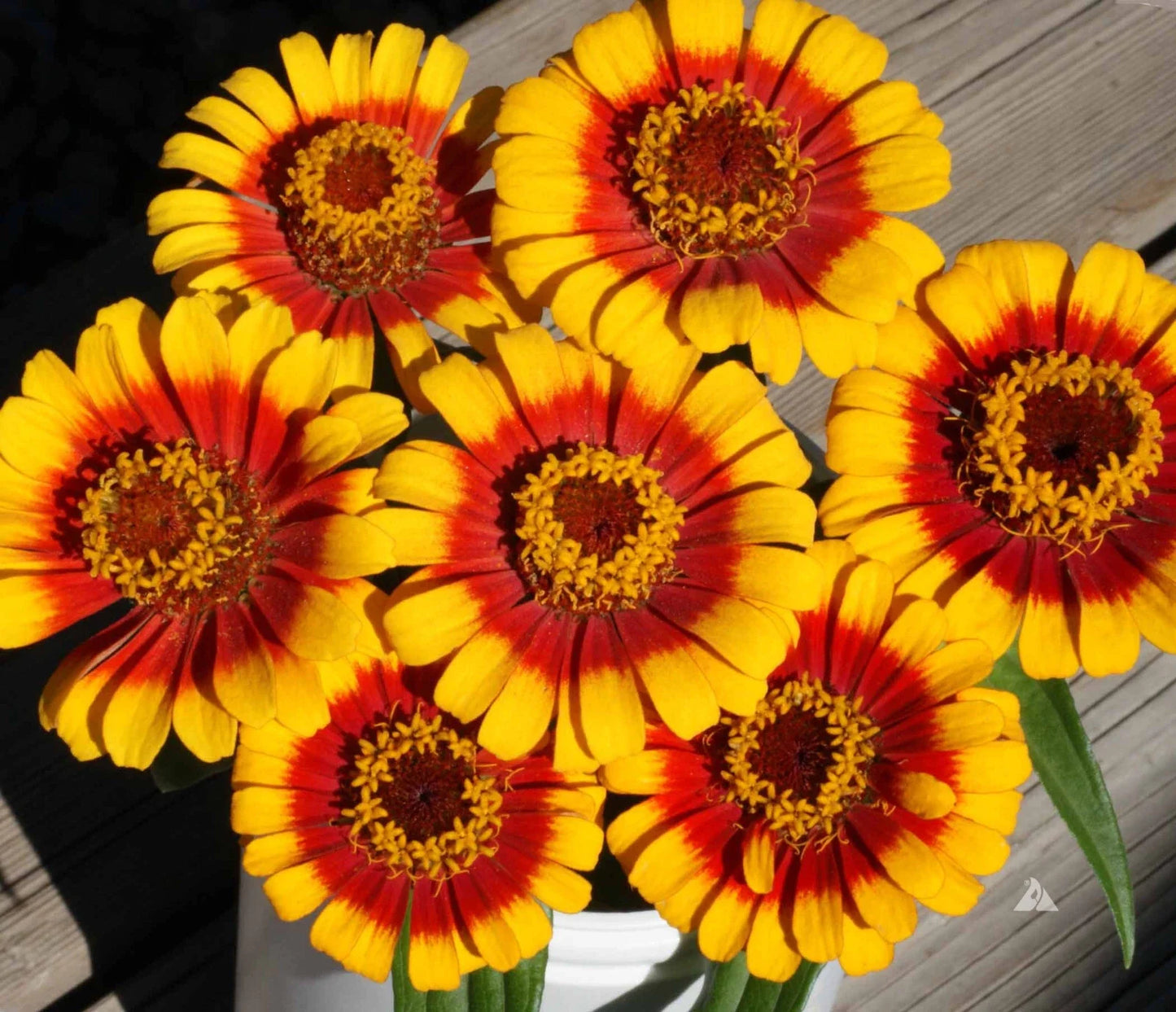 Sombrero Zinnia Seeds Pack - 100+ Seeds for Garden Planting - Colorful Annual Flowers - Zinnia elegans