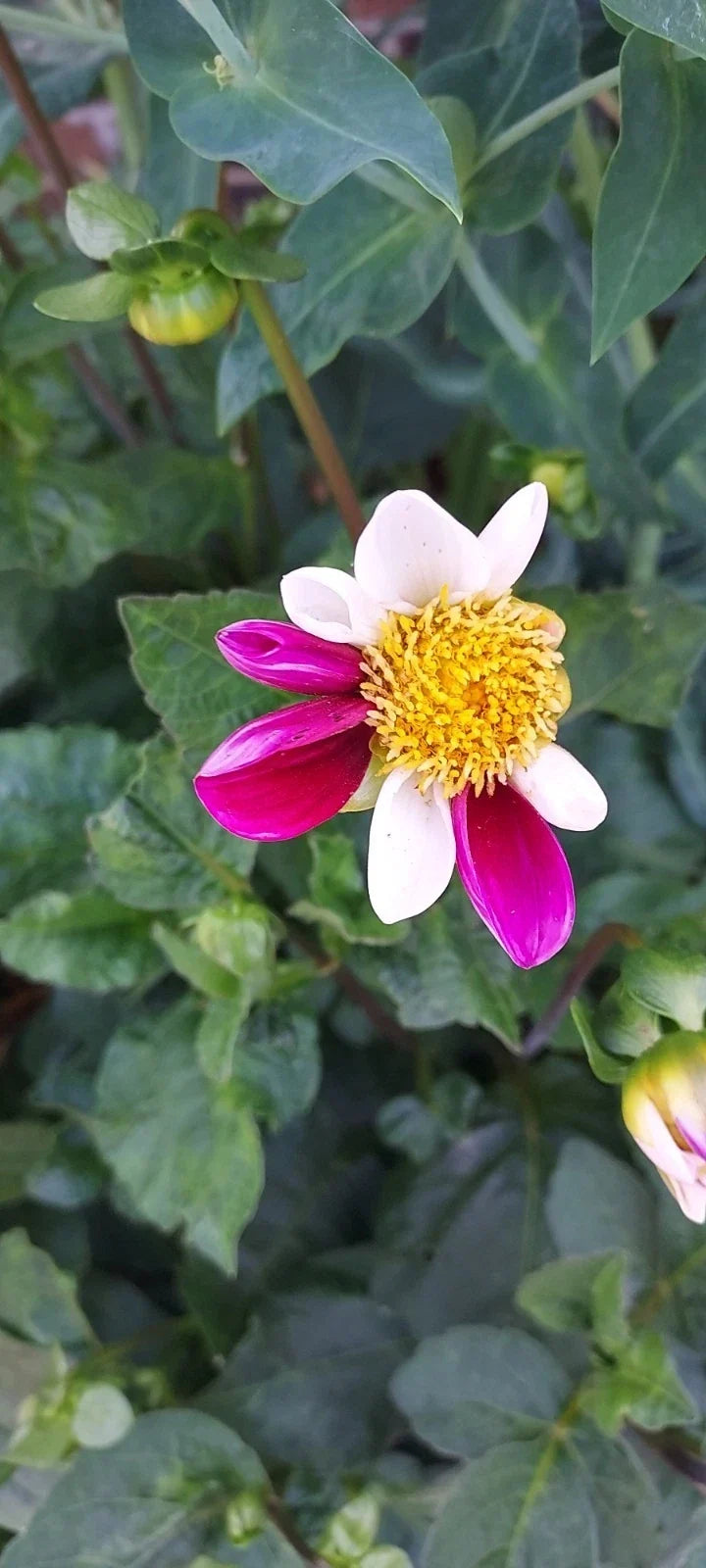 Dahlia Bulb Tuber - Twyning Smartie Daisy Mix Pink & White Garden Flower Plant