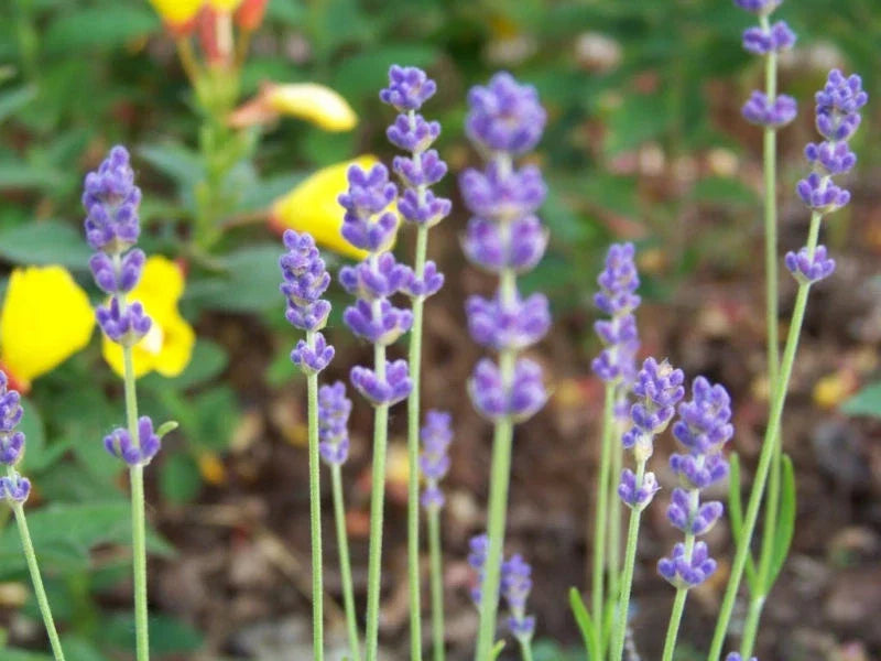 Lavender Seeds - 175 Count - True English Lavandula angustifolia - Garden Herb for Pollinators & Fragrance