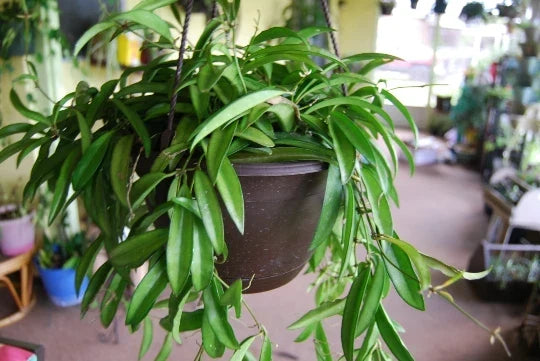 Rooted Starter Cutting Hoya Wayetii - Flowering Tropical Indoor & Outdoor House Plant - Easy Care Climber