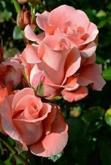 Salmon Rose Seeds - Perennial Flower Seeds for Borders & Hedges - Rosa spp. - Vibrant Salmon Blooms, Easy to Grow, Pollinator Attracting