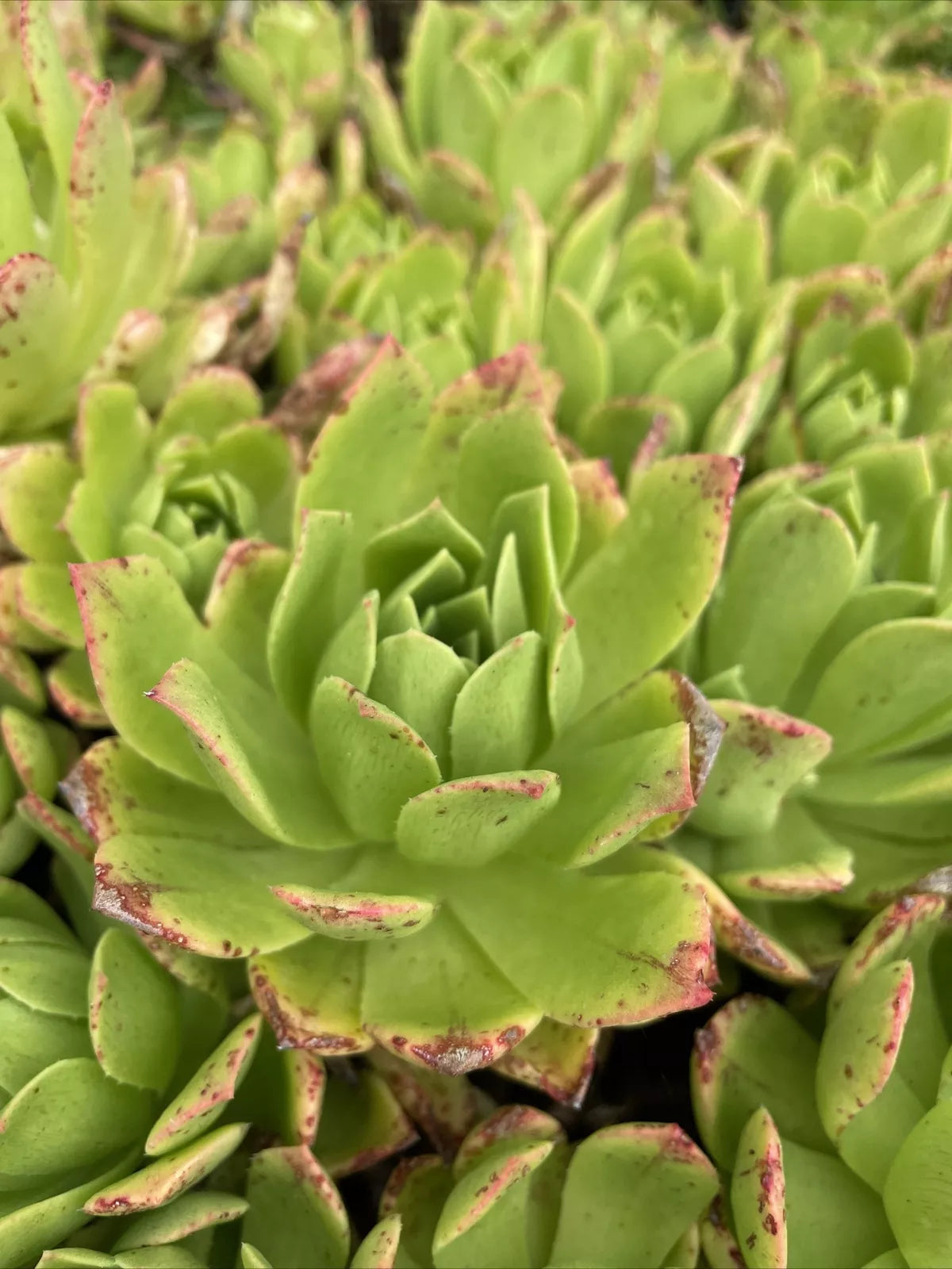 Rare Aeonium Succulent Cuttings 4-6" Pink Edges Green Live Plant for Indoor & Outdoor Gardens