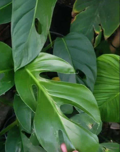 Rare Monstera Dissecta Cutting - Live Rooted Plant, Unique Tropical Houseplant, Monstera dissecta, Indoor Garden, Climbing or Vining