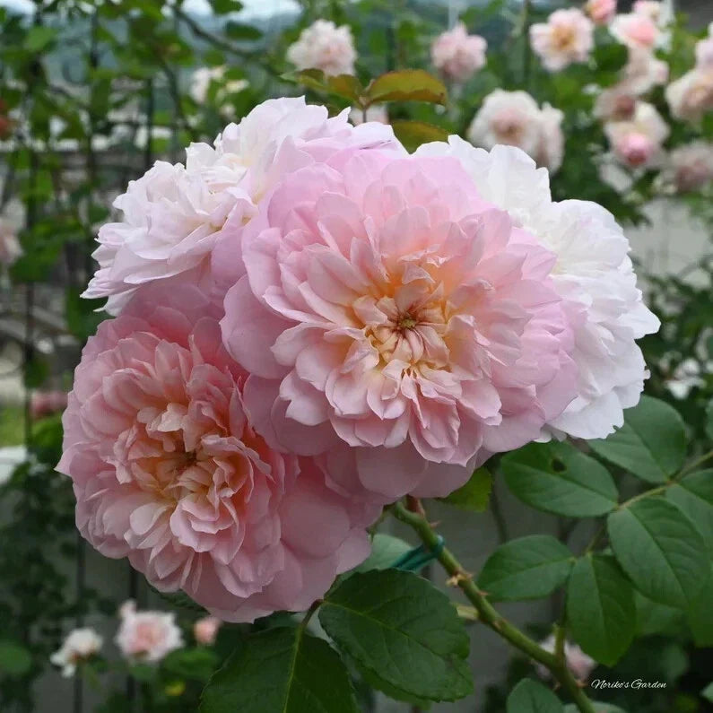 David Austin Elizabeth Rose Cuttings – Unrooted Fresh 5-8" Stems, Fragrant Pink Blooms, Garden, Container, Rosa 'Elizabeth'