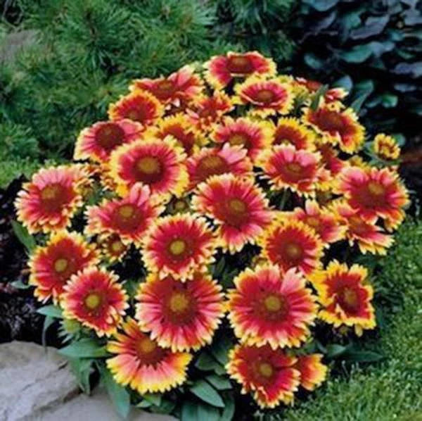 Gaillardia Seeds 100 Pack Arizona Sun Bright Large Cut Flower Gaillardia pulchella