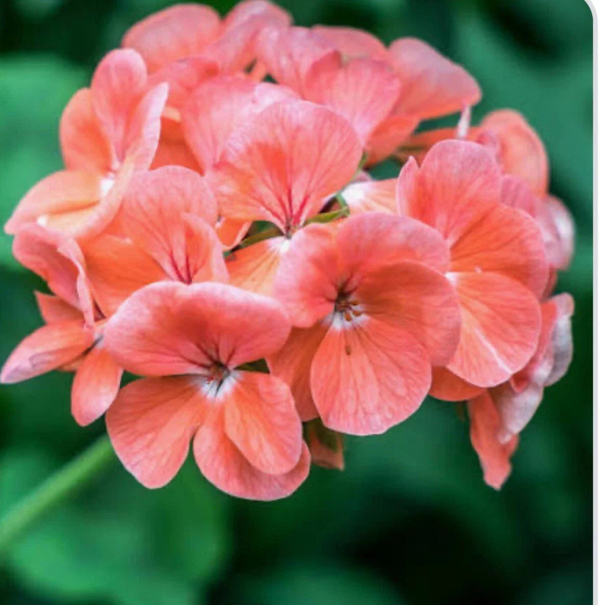 Coral Zonal Geranium Stem Cuttings - Pelargonium × hortorum for Rooting and Gardening - 10 Pack