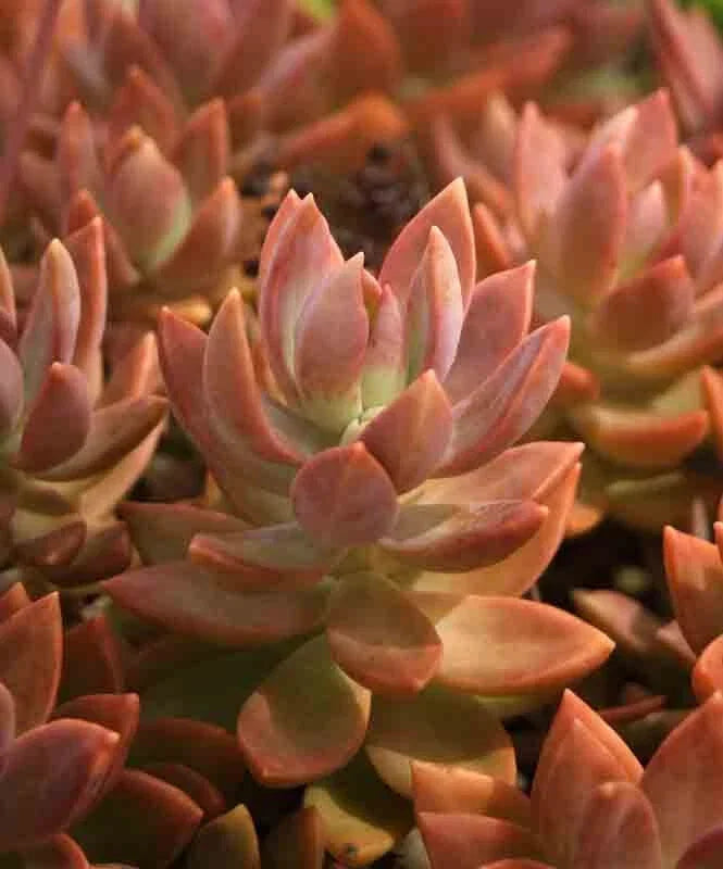 GraptoSedum Copper Glow Succulent Plant - 3" Rooted Houseplant - Drought Tolerant, Easy Care, Decorative Succulent