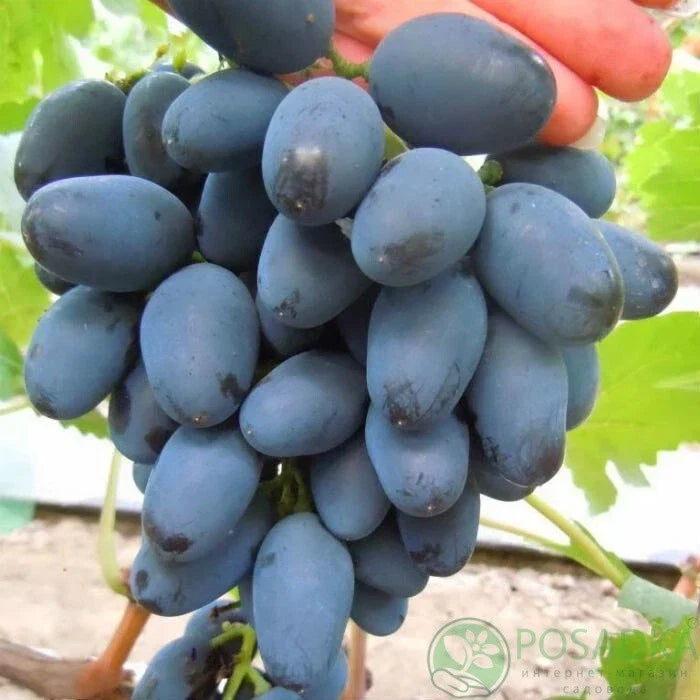 Rada Grape Cuttings – 2 Vitis vinifera Clippings from Ukraine – Easy to Root, No Roots Needed, Perfect for Vineyard & Home Garden