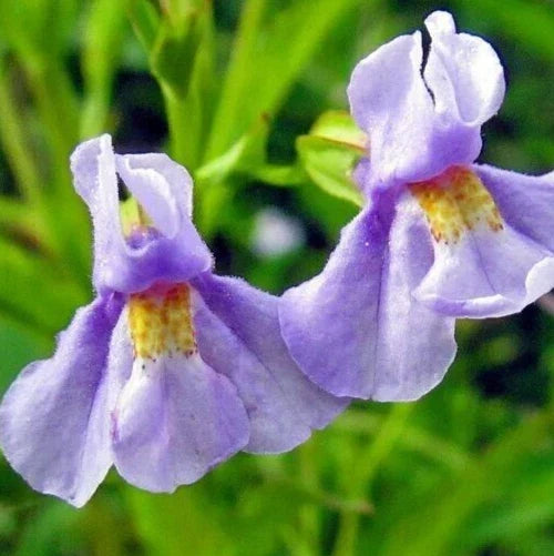 Monkey Flower Seeds 300+ "Allegheny" Perennial Wildflower Mimulus ringens for Native Gardens