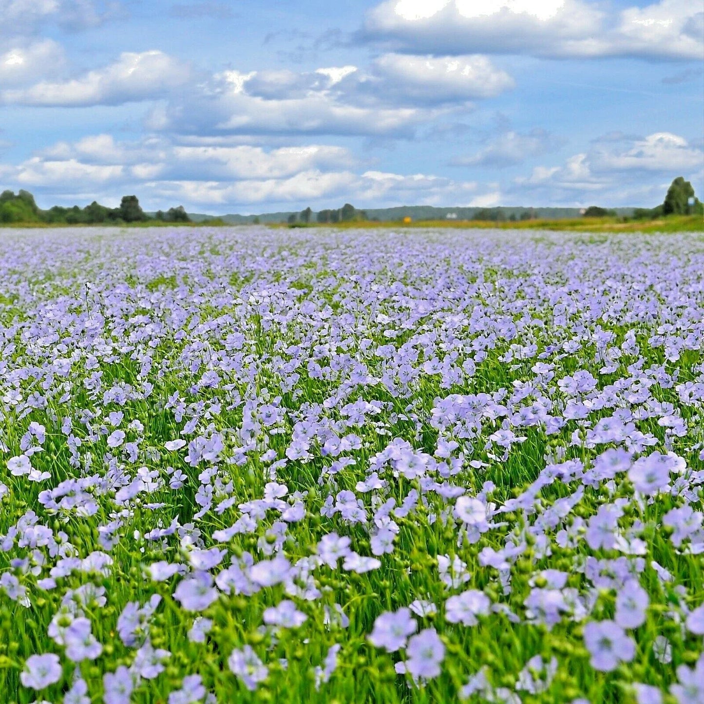 Blue Flax Seeds - 1000+ Count - Native Wildflower Perennial - Linum perenne - Drought Tolerant Summer Garden Planting