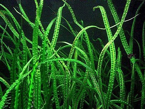 Cryptocoryne Balansae Large - Live Aquarium Pond Plant - Freshwater Greenery for Aquariums & Ponds