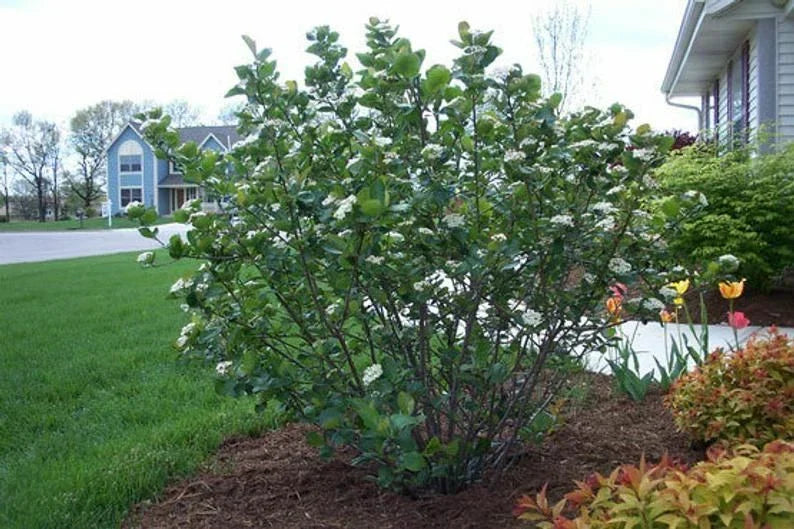 Black Chokeberry Shrub Set of 2, 16+ Inches Bare Root, Aronia melanocarpa, Hardy Zones 5-9