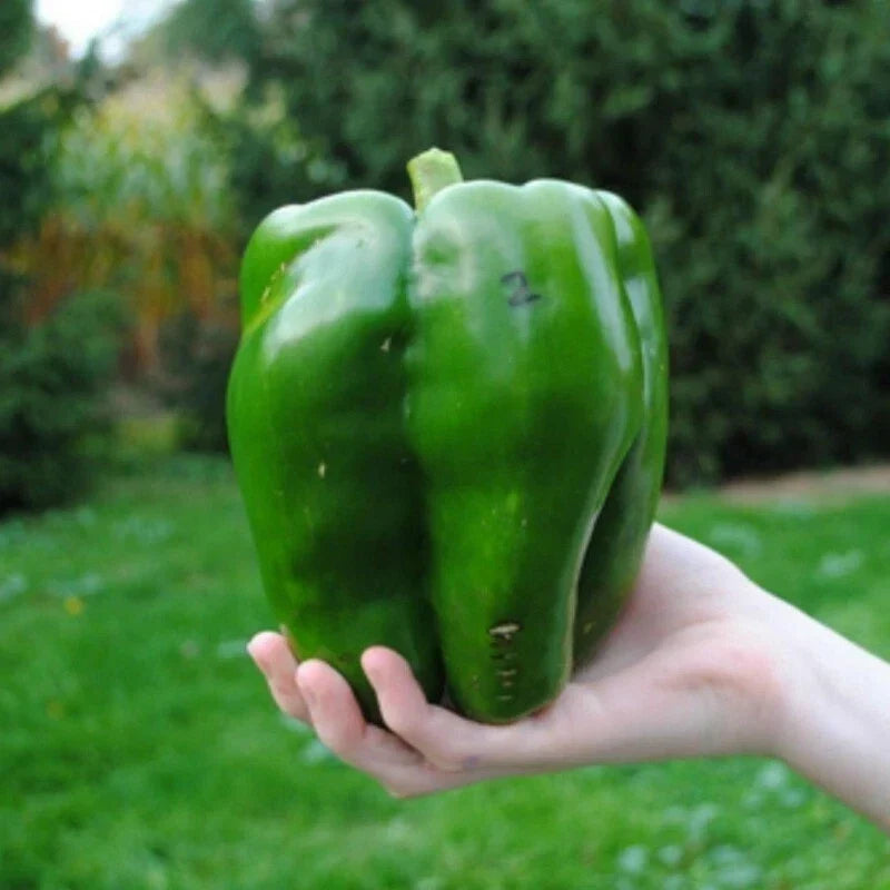 Emerald Giant Bell Pepper Seeds – Non-GMO, Heirloom, Sweet Green Capsicum annuum, 30+ Seeds for Garden, Container, or Raised Bed