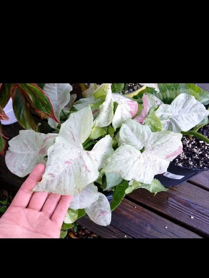 Syngonium Milk Confetti Cuttings - Indoor Plant Propagation - Variegated Green and Cream Leaves - Syngonium podophyllum
