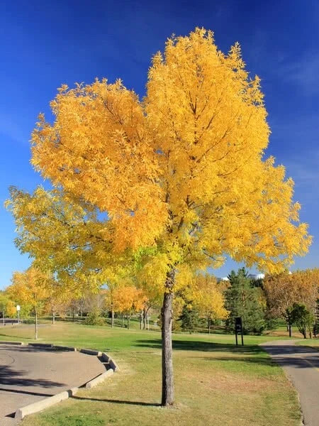 Green Ash Tree Seeds Pack of 15 | Fraxinus pennsylvanica for Landscaping & Reforestation