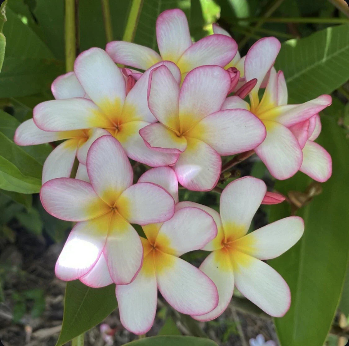 Rooted Plumeria Cutting 18" Pink Mist Plumeria rubra Tropical Flowering Fragrant Garden Plant