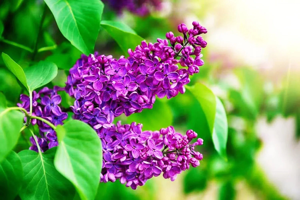 Purple Lilac Seeds - 25 Pcs - Syringa vulgaris - Fragrant Purple Flowers