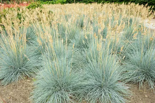 Blue Fescue Grass Seeds - 100+ Count, Silvery Blue Ornamental, Festuca cinerea glauca, Drought-Resistant, Low Maintenance Seeds