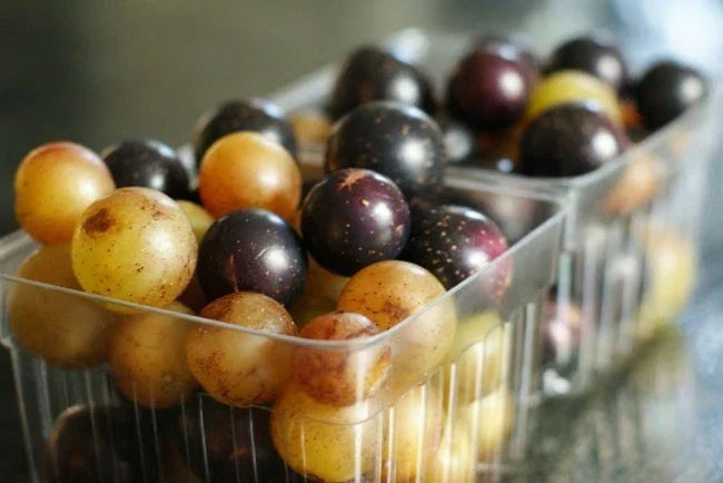 Muscadine Scuppernong Mix Seeds - 12 Pack - Vitis rotundifolia for Wine, Juice, Syrup, Sauces, Jelly