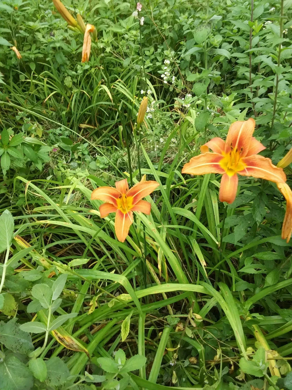 Day Lily Bare Roots (100) Orange - Fragrant Perennial Flowers - Hemerocallis spp. - Ideal for Hot Weather States