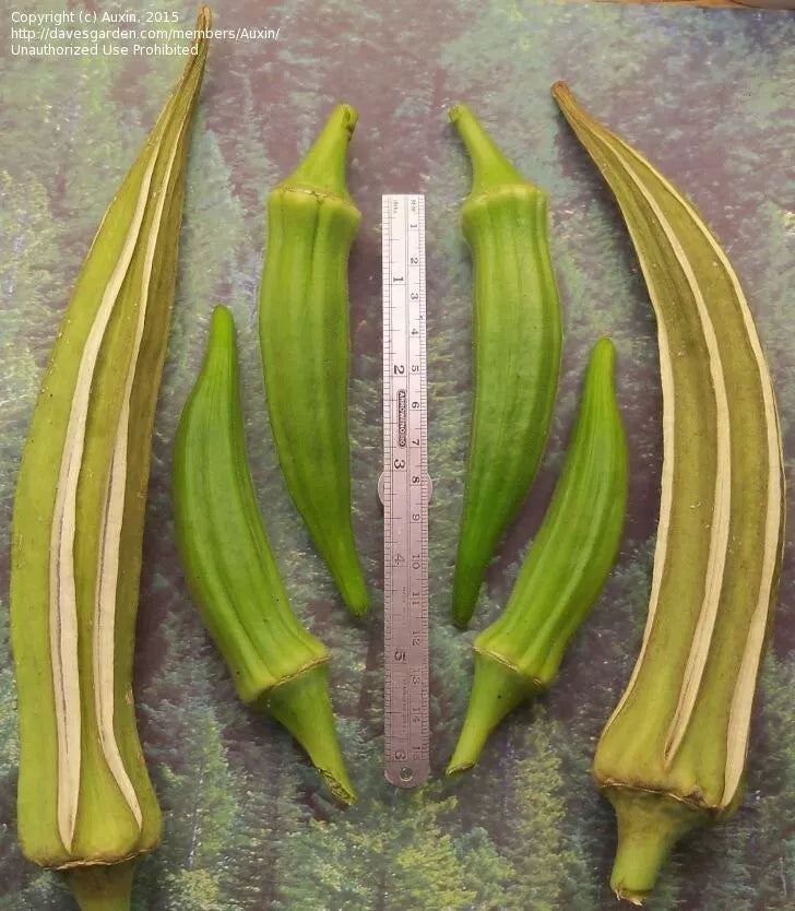 Louisiana Longhorn Cowhorn Okra Seeds - Heirloom, Non-GMO, 100+ Abelmoschus esculentus Seeds for Home Garden