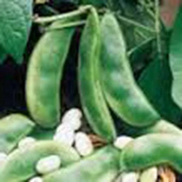 Lima Bean Seeds, Non-GMO Henderson Bush Variety, Phaseolus lunatus, 20+ Seeds for Home Gardening