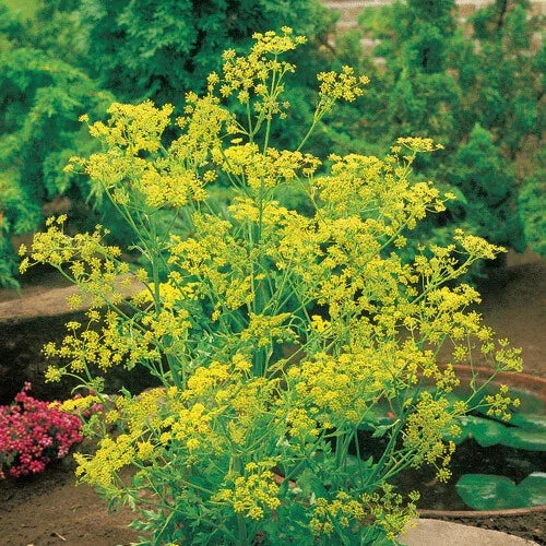Bouquet Dill Seeds Pack of 500 | Heirloom Non-GMO Anethum graveolens Herb for Culinary & Garden