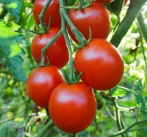 Sweetie Cherry Tomato Seeds | 100+ Juicy Fruit for Salad & Sauce | Solanum lycopersicum | Garden Vegetable Seeds