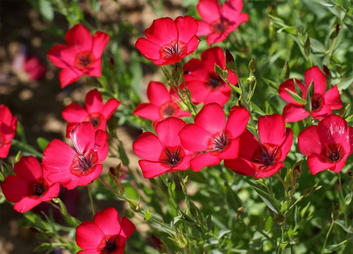 Scarlet Flax Seeds - Heat Tolerant Red Flowers - Linum usitatissimum - Drought-Resistant, Pollinator Friendly, Full Sun