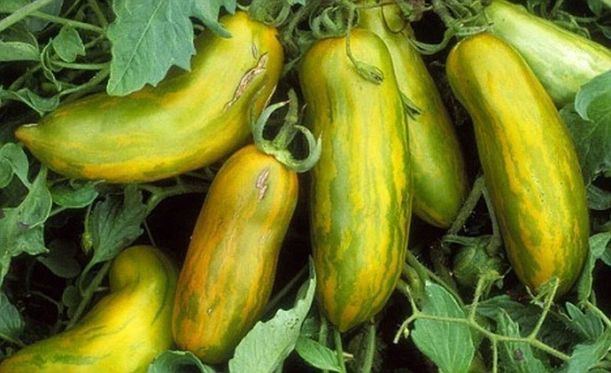 Green Sausage Tomato Seeds - Heirloom, Non-GMO, Elongated Green Fruit for Pastes & Sauces, Indeterminate, Solanum lycopersicum