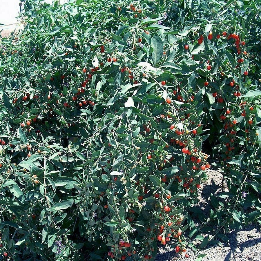 Goji Berry Cuttings 50 Pack Lycium barbarum Fresh Plant Propagation for Garden, Container, or Landscape