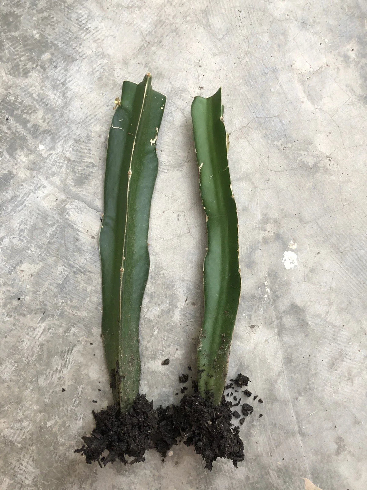 Rooted Red Dragon Fruit Cuttings - 2pcs Hylocereus undatus, Pink Skin, Red Flesh, Climbing Cactus, Tropical Fruit Plant
