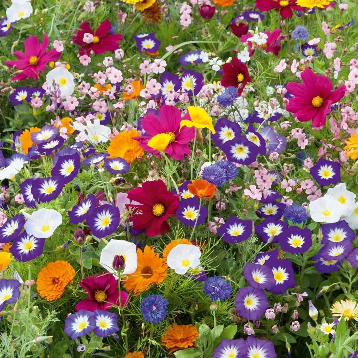 Purple Wildflower Mix - 200+ Seeds - Native Purple Flower Blend for Gardens