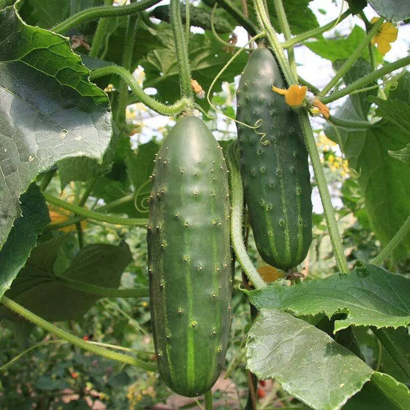 Heirloom Cucumber Seeds, Marketmore Variety, Non-GMO, Cucumis sativus, Vegetable Garden Seeds, 60+ Seeds