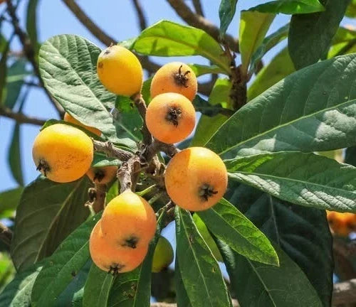 Loquat Fruit Tree Scions Cuttings 6-8in for Rooting and Grafting | Eriobotrya japonica
