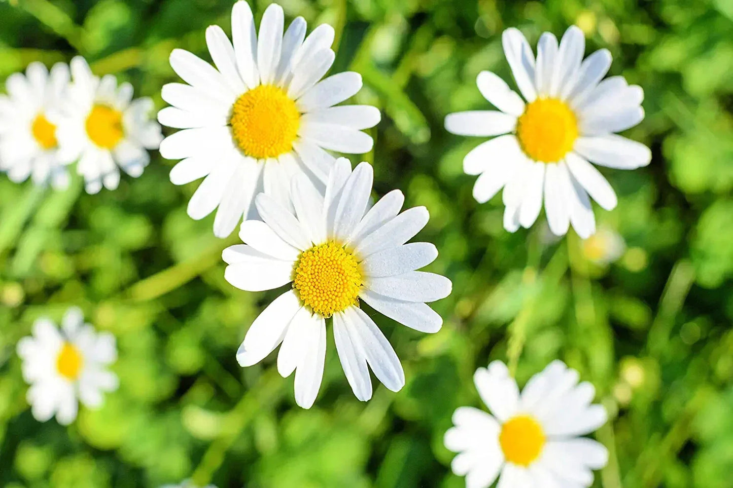 1,000 White Daisy Seeds - Shasta Daisy Leucanthemum superbum Perennial Flowers