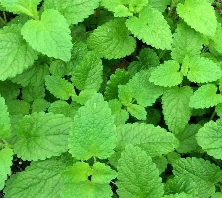 Lemon Balm Seeds 1000+ Melissa officinalis Perennial Herb for Bees & Butterflies, Garden Planting