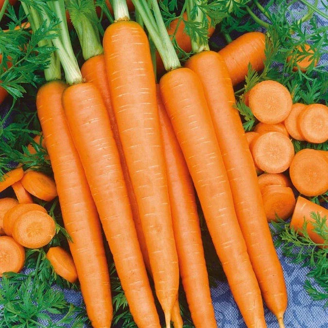 Imperator 58 Carrot Seeds - 200+ Non-GMO Heirloom Seeds - Organic Vegetable Gardening