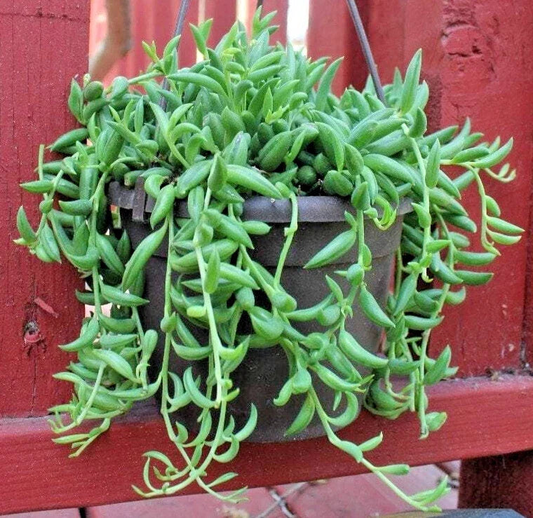 String of Bananas Cuttings 6" Unrooted Succulent Plant Senecio radicans, Trailing, Easy Care