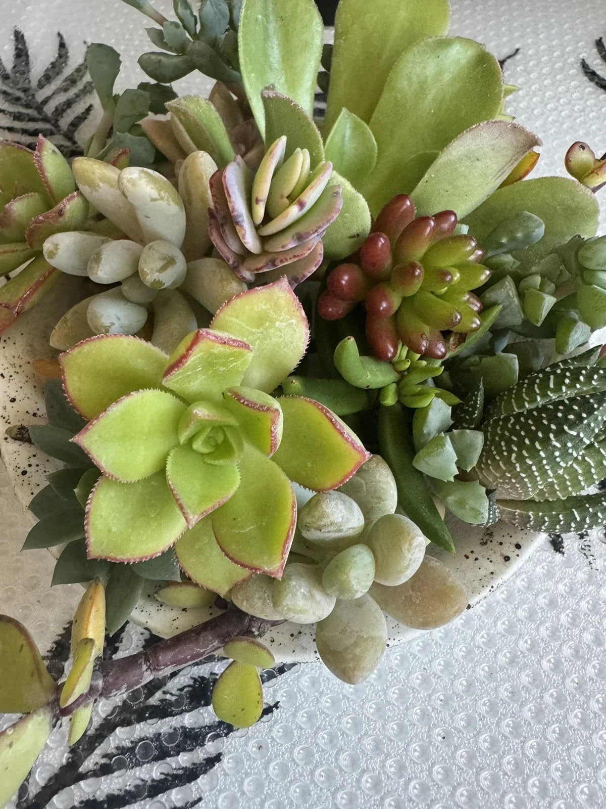 Assorted Succulent Cuttings for Dish Gardens, Terrariums & Fairy Gardens – Various Varieties, Indoor & Outdoor Plants