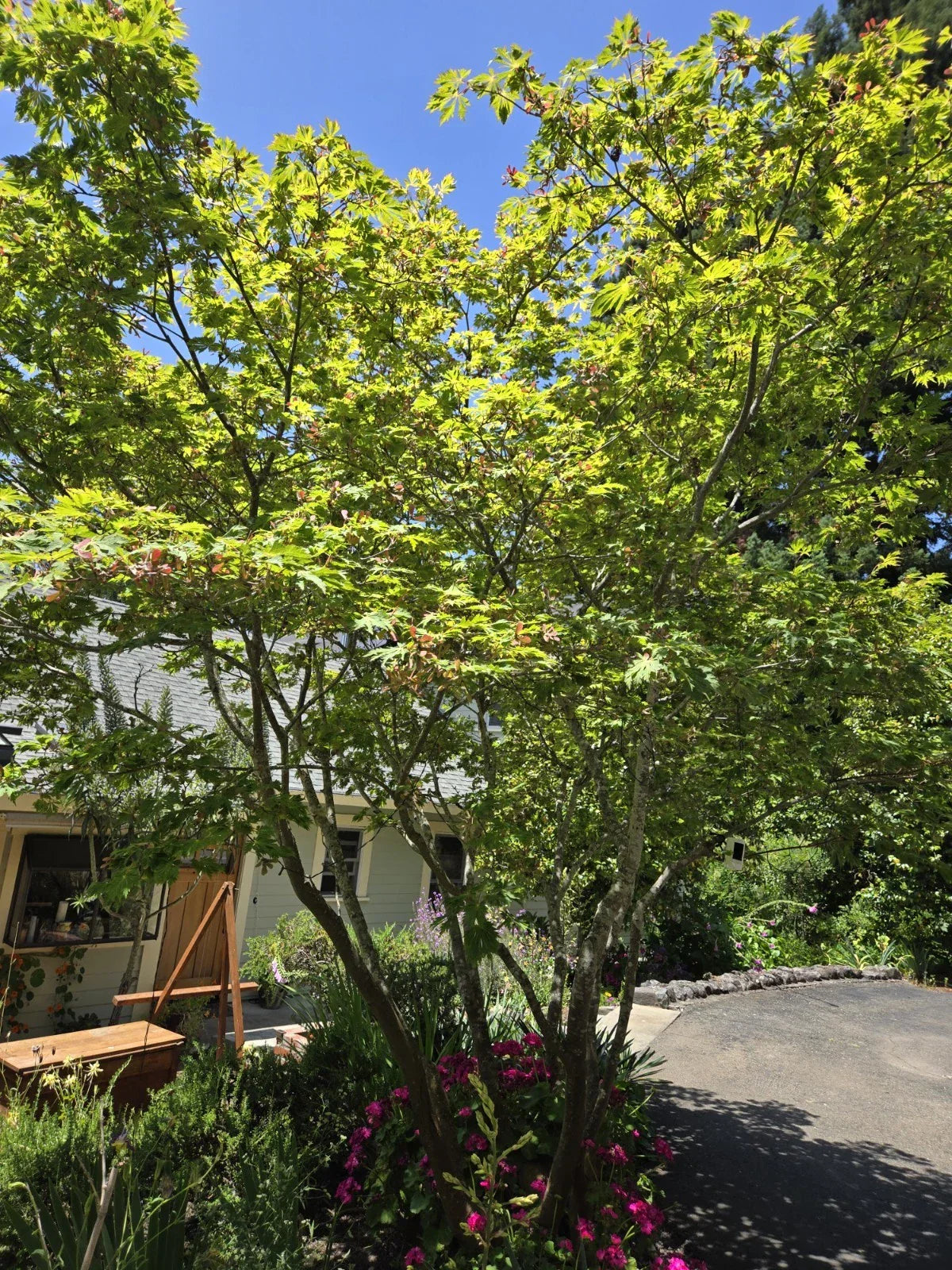 Japanese Maple Seeds - Dancing Peacock Variety - Acer japonicum - 10 Fresh Seeds