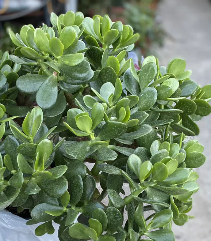 Jade Plant - 1 Gallon Rooted Succulent Crassula ovata Indoor Houseplant Easy Care