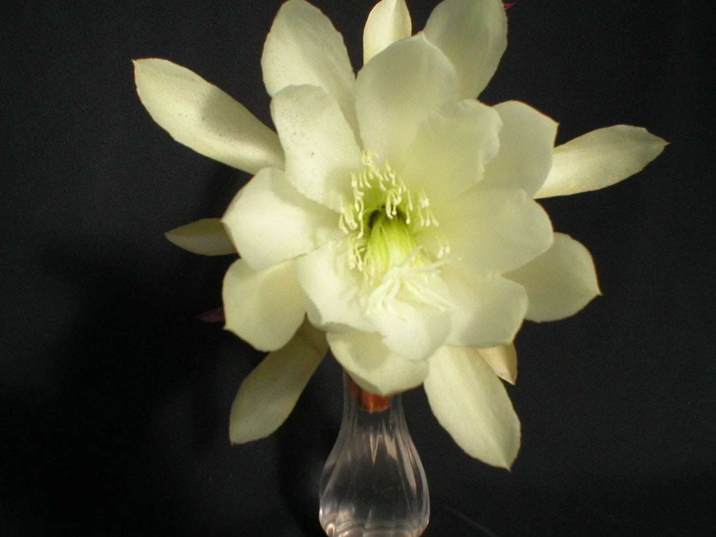 Epiphyllum Cuttings - Young Nun Orchid Cactus - Succulent Perennial - Epiphyllum spp.