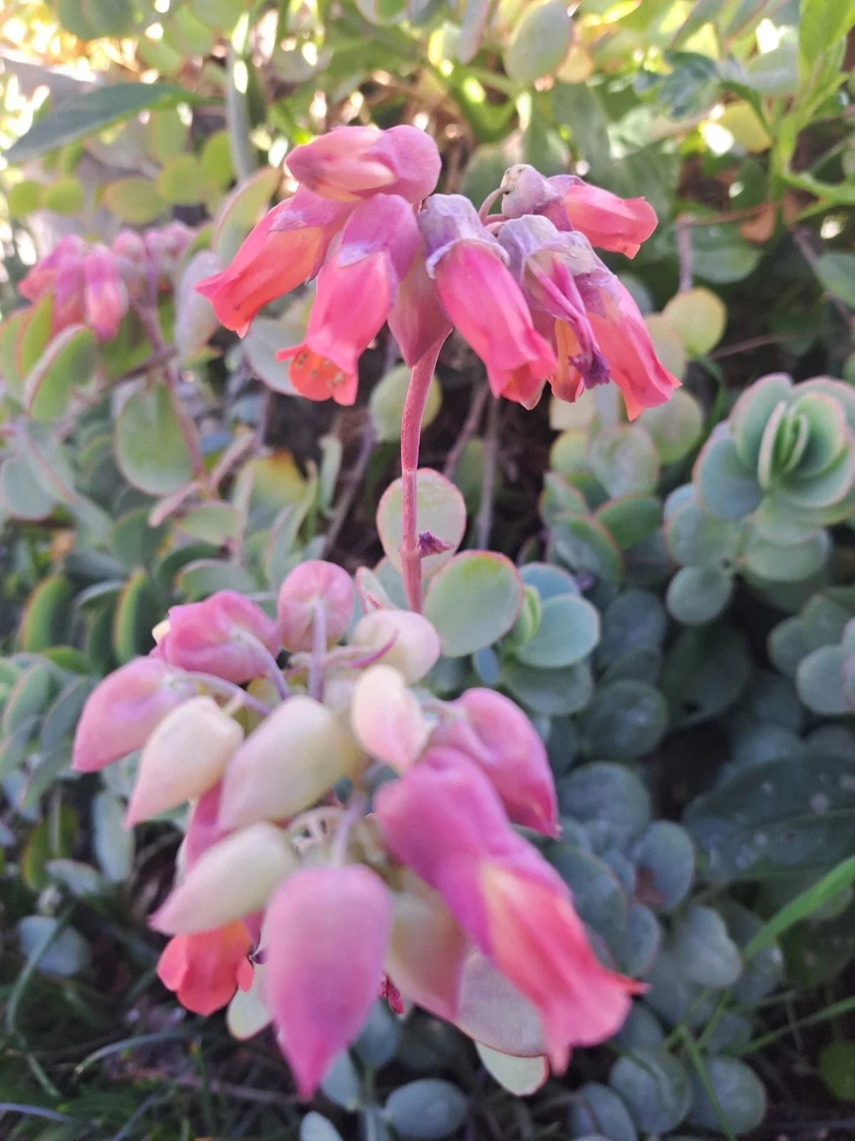 Kalanchoe Panamensis Succulent Cuttings 6 Pieces 5 Inch Live Plant Propagation Gardening Indoor Outdoor